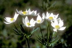 Flore alpine - Fleurs de printemps - Anemone  fleurs de narcisse - Anemone narcissiflora - Renonculaces