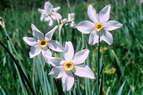 Flore alpine - Fleurs de printemps - Narcisse des potes - Narcissus poeticus - Amaryllidaces