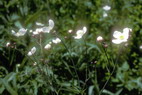 Flore alpine - Fleurs de printemps - Renoncule  feuilles d'aconit - Ranonculus aconitifolius - Renonculaces