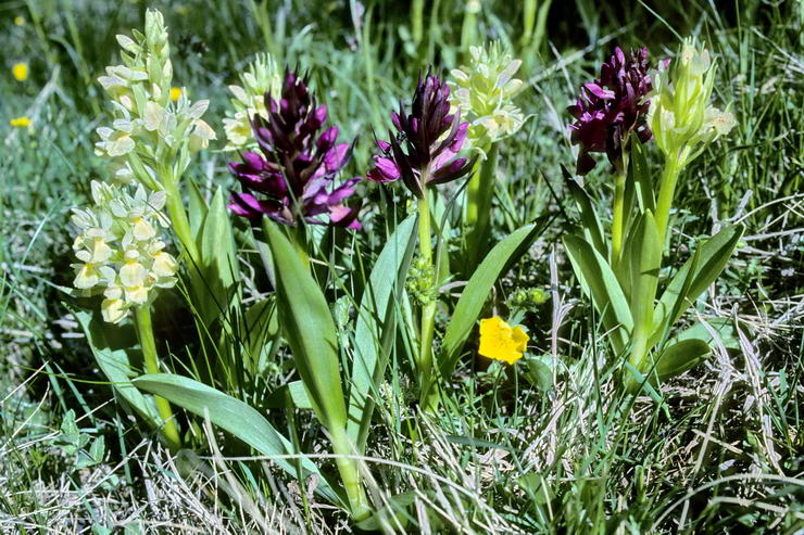 Flore alpine - Fleurs de printemps - Orchis  odeur de sureau - Dactylorhiza sambucina (= D. latifolia) - Orchidaces