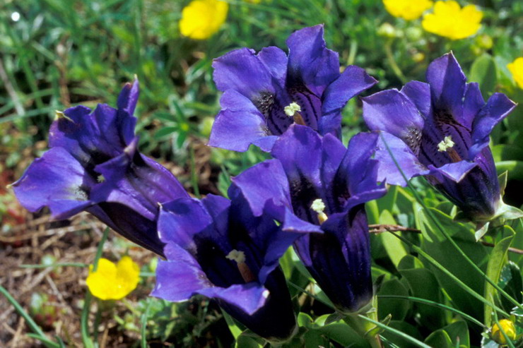 Flore alpine - Fleurs de printemps - Gentiane de Koch / G. acaule - Gentiana Kochiana (= G. acaulis) - Gentianaces