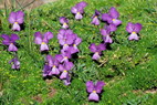 Flore alpine - Fleurs de printemps - Pense des Alpes / Violette  peron - Viola calcarata - Violaces