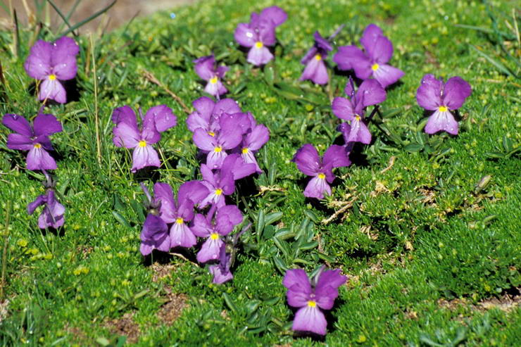 Flore alpine - Fleurs de printemps - Pense des Alpes / Violette  peron - Viola calcarata - Violaces