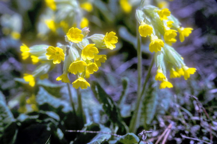 Flore alpine - Fleurs de printemps - Coucou / Primevre officinale - Primula veris - (= P. officinalis) - Primulaces