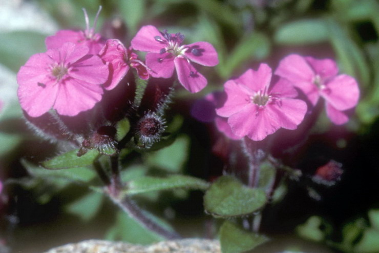 Flore alpine - Fleurs de printemps - Saponaire des rochers / Saponaire de Montpellier - Saponaria ocymoides - Caryophyllaces