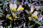 Flore alpine - Fleurs de printemps - Polygale faux-buis - Polygala chamaebuxus - Polygalaces