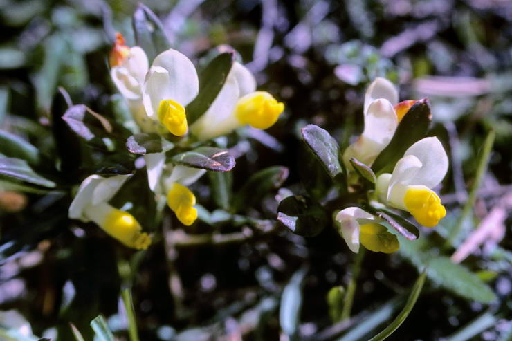 Flore alpine - Fleurs de printemps - Polygale faux-buis - Polygala chamaebuxus - Polygalaces