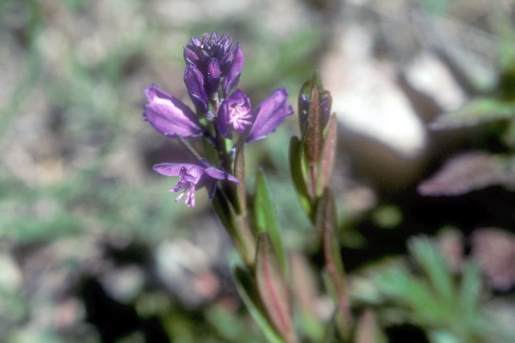 Flore alpine - Fleurs de printemps - Polygale alpestre - Polygala alpestris - Polygalaces