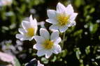 Flore alpine - Fleurs de printemps - Dryade  huit ptales / Chnette - Dryas octopetalis - Rosaces 