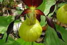 Sabot de V�nus - Cypripedium calceolus - Orchidac�es