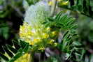 Astragale queue-de-renard - Astragalus alopecurus - Fabac�es