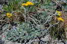 G�n�pi des glaciers, g�n�pi jaune - Artemisia glacialis - Ast�rac�es