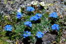 �ritriche nain, myosotis nain - Eritrichium nanum - Boraginac�es