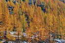 M�l�ze d'Europe - Larix decidua - Pinac�es
