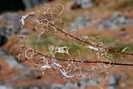 �pilobe � feuilles �troites - Epilobium angustifolium - Onagrac�es
