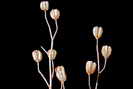 Lis martagon - Lilium martagon -Liliac�es