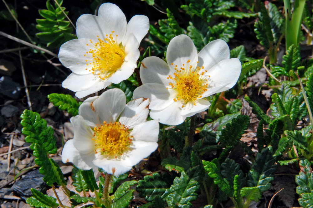 Dryade � huit p�tales - Dryas octopetala - Rosac�es