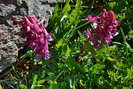 Corydale solide - Corydalis solida - Fumariaces