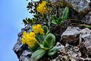 Primevre auricule, oreille d'ours - Primula auricula - Primulaces