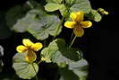 Violette  deux fleurs, violette jaune - Viola biflora - Violaces