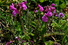 Pdiculaire rose d'Allioni - Pedicularis rosea ssp. allionii - Scrophulariaces