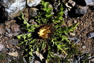 Carline  feuilles d'acanthe - Carlina acanthifolia - Astraces