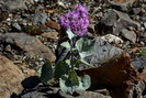 Adnostyle  feuilles blanches - Adenostyles leucophylla - Astraces