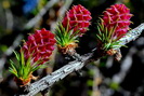 Fleurs et bourgeons de mlze - Larix decidua - Pinaces