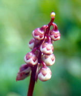 Flore arctique - Pyrole de Norvège - Pyrola norvegica - Pyrolacées