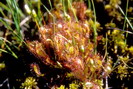 Flore arctique - Rossolis ou Droséra d'Angleterre / R. ou D. à feuilles longues - Drosera anglica - Droséracées