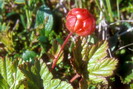 Flore arctique - Ronce des tourbières, également appelée Mure ou ronce arctique - Cloudberry - Rubus chamaemorus - Rosacées - A ne pas confondre avec la Mure arctique stricto sensu - Rubus arcticus, aux fleurs rouge vif et aux baies rouges foncées à maturité