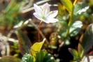 Flore arctique - Trientale d'Europe - Trientalis europaea - Primulacées