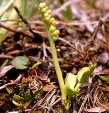 Botryche simple - Botrychium simplex - Ophioglossacées