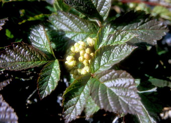 Flore arctique - Mure ou ronce arctique - Nagoonberry - Rubus arcticus - Rosacées - A ne pas confondre avec la ronce des tourbières, également appelée Mure ou ronce arctique - Rubus chamaemorus, aux baies oranges à maturité