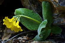 Primevère auricule, oreille d'ours - Primula auricula - Primuliacées